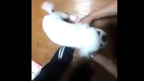 一位主人抱起狗狗想要和它玩,结果。。。。一脸懵逼,心疼